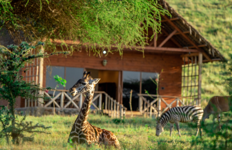 Serval Wildlife