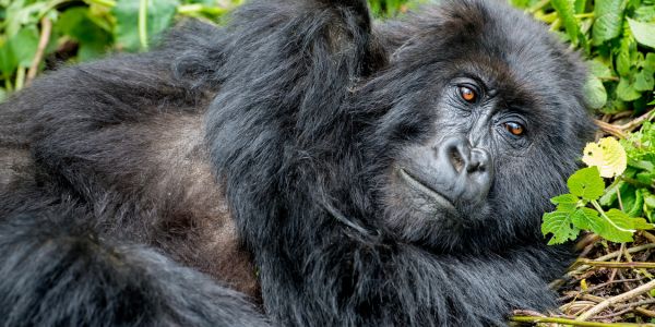 Extended Promotional Rates For Gorilla Permits In 2024   Gorilla 